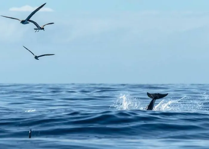 La Tinta Buenavista Del Norte