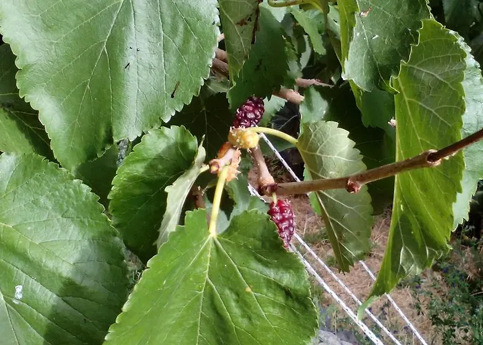 La Tinta Casa de Campo Buenavista Del Norte