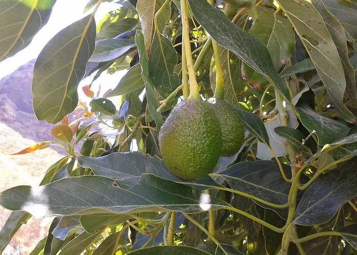 La Tinta Buenavista Del Norte